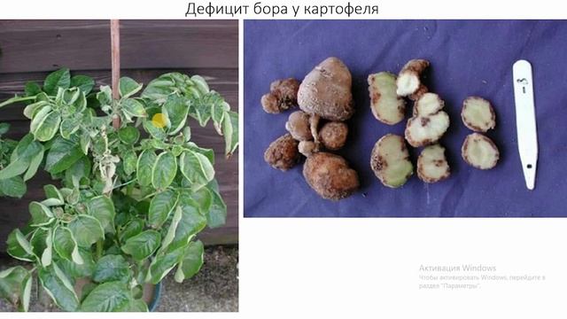 Дефицит микроэлементов у растений / Как визуально определить / Как вносить микроудобрения правильно смотреть онлайн