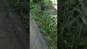 5 способов погладить дикого кота