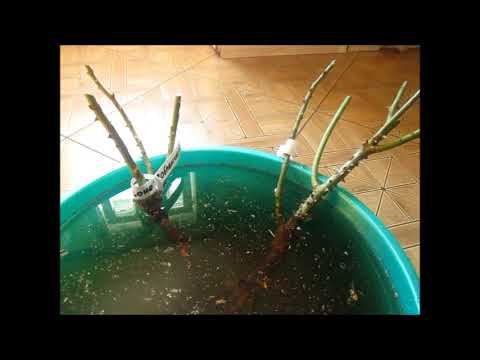 КАК НЕ ПОТЕРЯТЬСЯ В СЛУЧАЕ БЛОКИРОВКИ ЮТУБ.САЖЕНЦЫ ИЗ ПИТОМНИКА РОЗЫ ОТ НАТАЛИ. смотреть онлайн