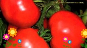 Томат обыкновенный Восток. Краткий обзор, описание характеристик, где купить семена