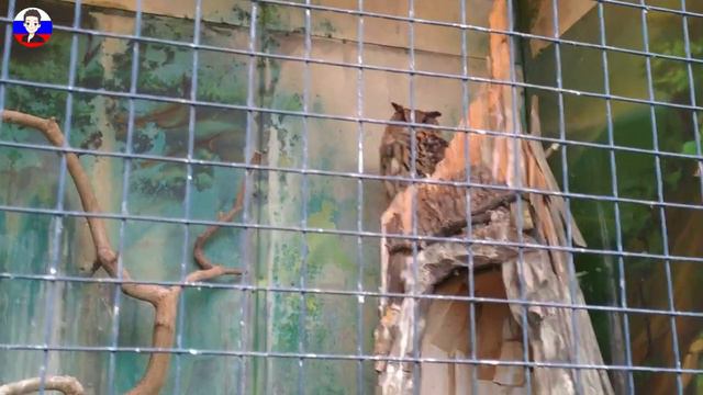 俄羅斯沃羅涅日動物園-這貓頭鷹也太大隻了吧!!｜公車巴士上全是俄羅斯美女｜沃羅涅日聖母升天教堂｜Воронежский зоопарк им. А.С.Попова.｜Voronezh-Вороне