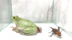 WARNING LIVE FEEDING! The Australian green tree frog eats Asian giant hornet?