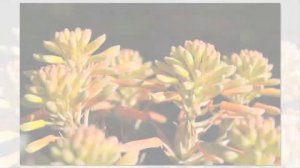 Aloe flowers