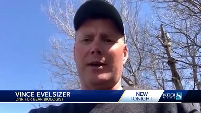 ‘It’s behaving a little bit unusual’: Iowa DNR warns about bobcat threatening pets and people смотреть онлайн