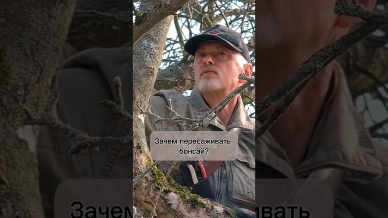 Зачем пересаживать бонсай.
