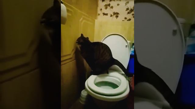 Кот какает}}}🤷👈 fanny cat 👉😊👈