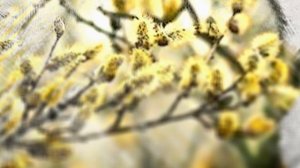 Шудон корка. Весна 24.03.2023