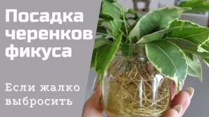 Посадка  молодых черенков фикуса Бенджамина в грунт.
