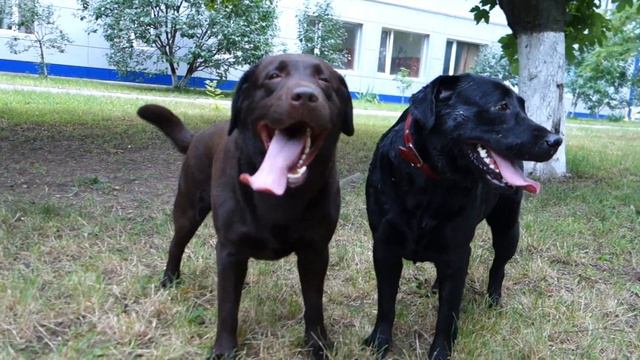 КАК МАРТИН И ШЕЙЛА ЗНАКОМИЛИСЬ. Смешные лабрадоры Шейла и Мартин. смотреть онлайн