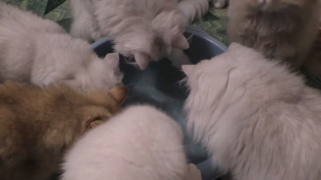 Эксперимент с тазиком Поставил тазик с водой, что кошки только не вытворяли смотреть онлайн