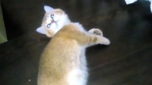 Шотландская тикированная кошечка