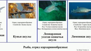 Рыба, отряд кархаринообразные акула акулы кошачья кунья серая чёрная кошачьи длиннорылая пилохвост