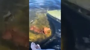Ржачные животные ?