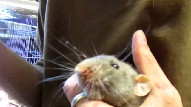 Крысы | Как кормить престарелого крыса. (Fancy rat | Декоративные крысы) смотреть онлайн