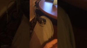 Домашняя синица 2