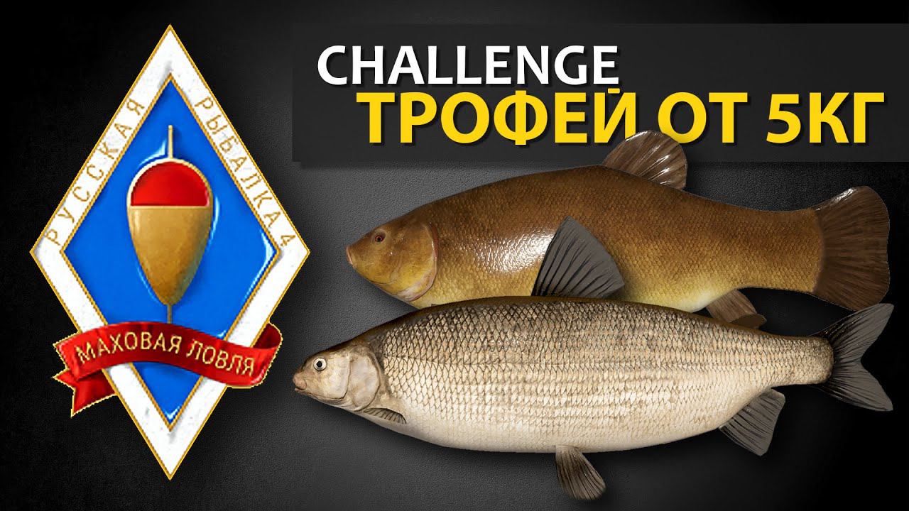 Русская Рыбалка 4 - Стрим. Трофей на мах от 5кг (челлендж от игрока Рекорд недели на бамбук) смотреть онлайн