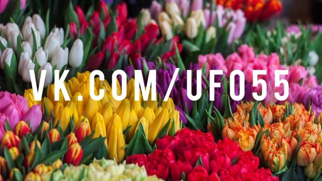 Фестивали тюльпанов в России Элиста Санкт-Петербург апрель май 2023 РЕКА В ЦВЕТУ Белгород видео фото