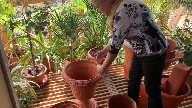 Какой объем горшка необходим цветущим растениям? Спросите Ольгу Борисовну №8. смотреть онлайн