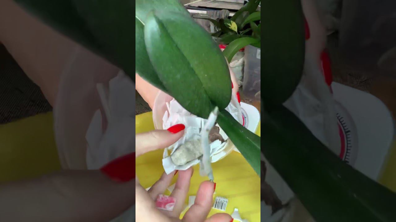 Молчаливая пересадка