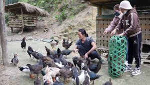 Zon makes cakes to sell at the market, sells chickens, harvests sweet potatoes, vang hoa