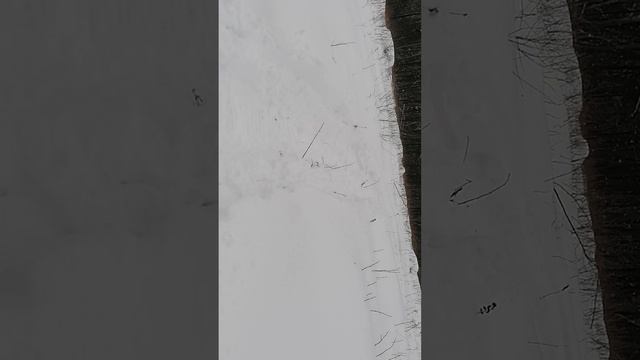 Шармакс 650 он же 680 (шармань), пухляк по руль смотреть онлайн