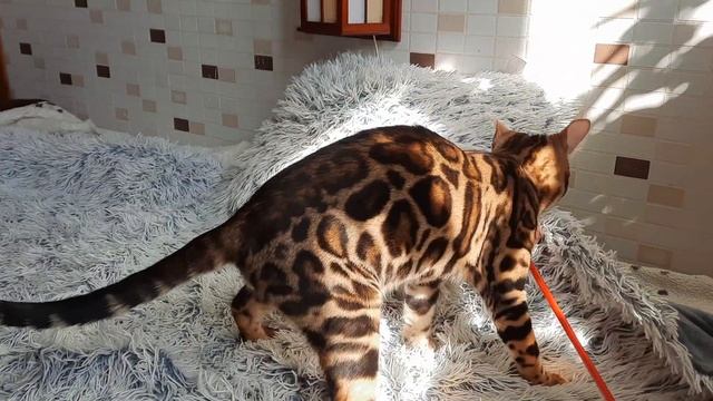 Бомбезно красивый бенгальский котенок Dakota Gold bengal kitten смотреть онлайн