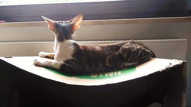 Милый ориентальный котёнок нежится на солнышке 🌝💗/ Sweet Oriental Kitty enjoys the day