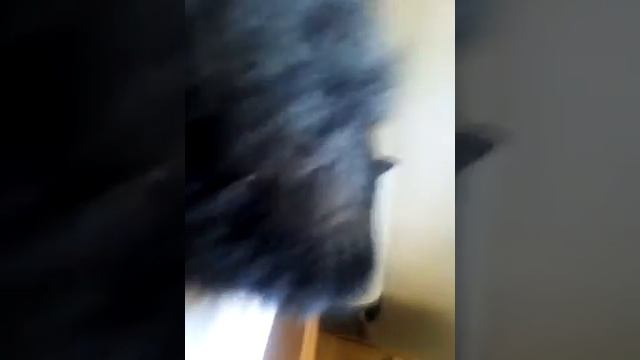 Даже во сне ,у него шерсть дыбом встаёт!)интересно ,что за сон? смотреть онлайн