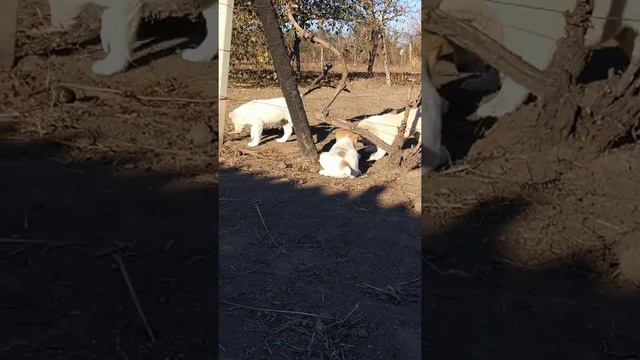 Щенки САО (алабай)  2 мес