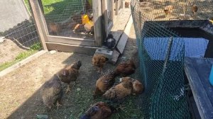 Кучинская юбилейная 2 месяца жизни.