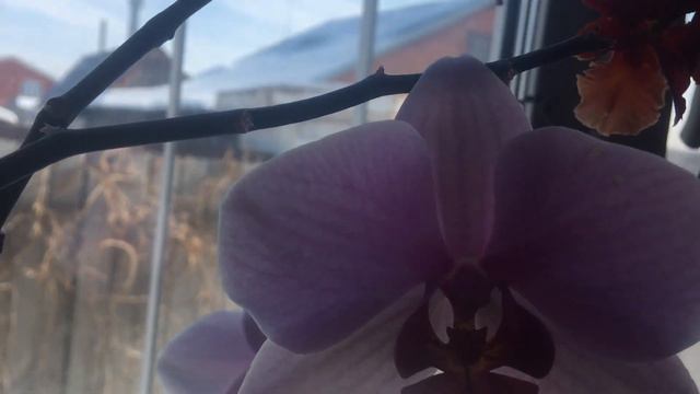 Мои цветущие Орхидеи фаленопсисы дендробиумы камбриЯ смотреть онлайн