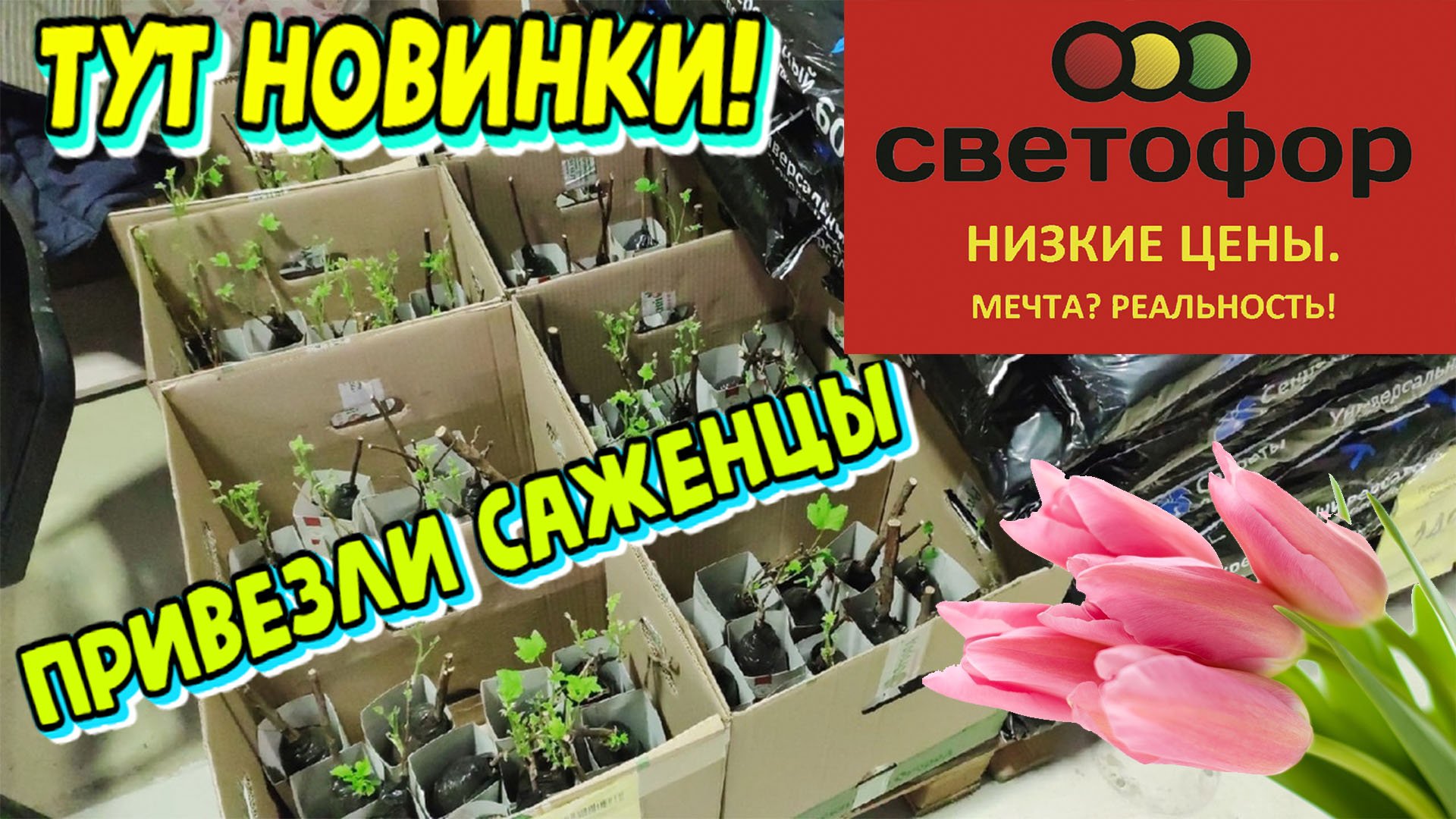 Магазин низких цен Светофор привезли саженцы и покажу только нужные всем новинки.Бассейны, удобрения