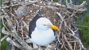 Чайки сменяют дежурство возле гнезда #Гнездо#Чайки#Великобритания