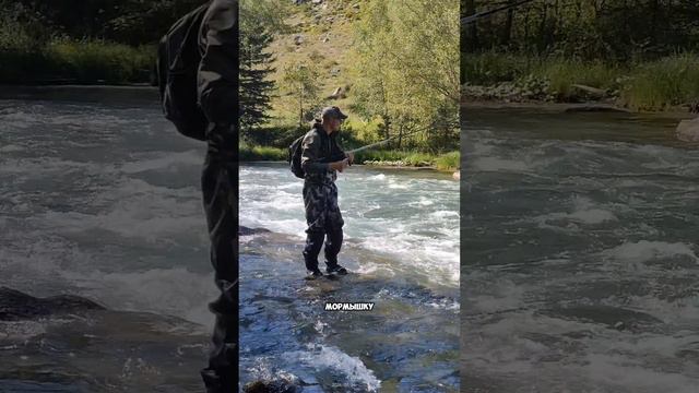 Хариус жадно заглатывает приманку #shorts смотреть онлайн