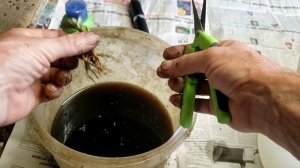 Размножение клубники делением куста