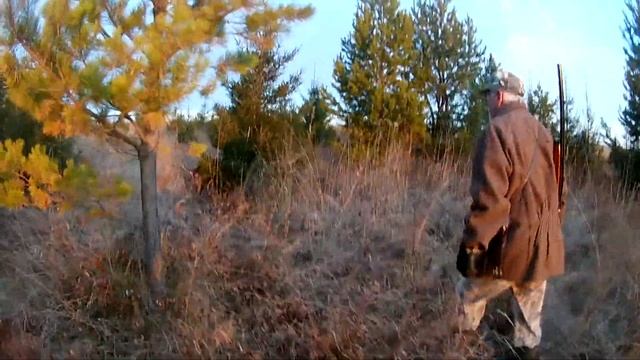 Охота осенью на тетерева с легавой. Видели косачей. смотреть онлайн