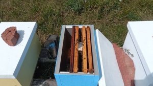 Поздние отводки в шестирамочных ульях  из ппс.