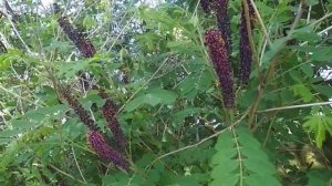 Аморфа, сильный ? медонос