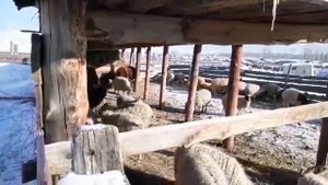 Баран забодал козла до ужасу