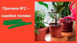 5 основных причин, почему желтеют листья комнатных растений