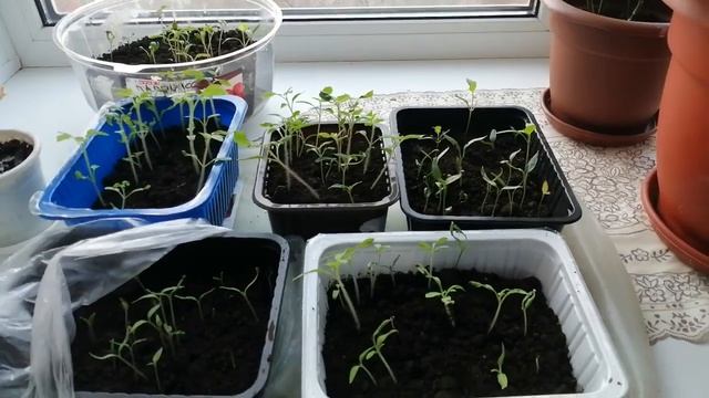 ДАЧНОЕсодержимое моего подоконника,кто умеет прививать апельсины, мандарины пишите в комментариях смотреть онлайн