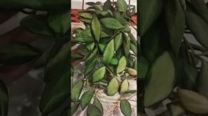 хойя Tsangi Тсанги Ds 70 Burtoniae Буртония