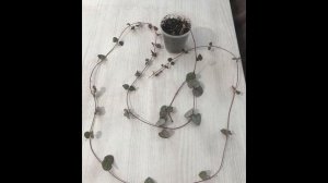 Церопегия - обзор ампельных сортов.