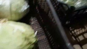 Как хранить капусту на зиму в погребе.