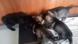 Рабочие щенки немецкой овчарки.Окрас зонарный