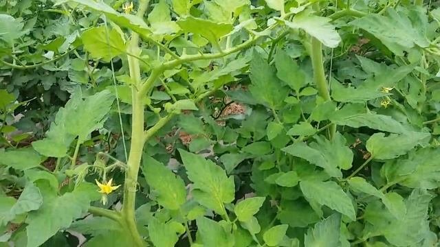 Хлороз на томатах.Что делать?