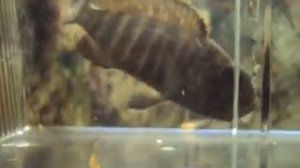 Аулонокара и мальки