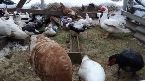 МУСКУСНЫЕ УТКИ НАЧАЛИ НЕСТИСЬ! ЯЙЦЕНОСКОСТЬ МУСКУСНЫХ УТОК ЧТО ДЕЛАТЬ если это зима 14 січня 2021 р