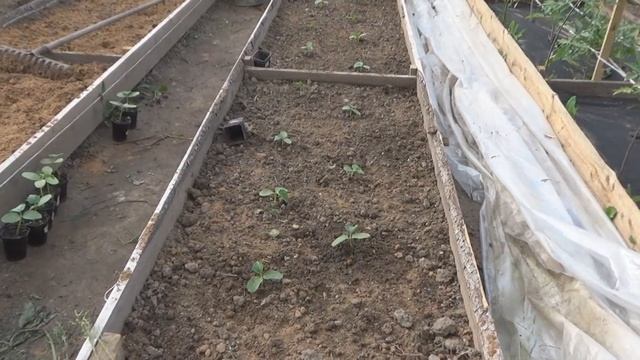 Посадка огурцов в открытый грунт. Добавляю крапиву при посадке огурцов и хвойная мульча от слизней.