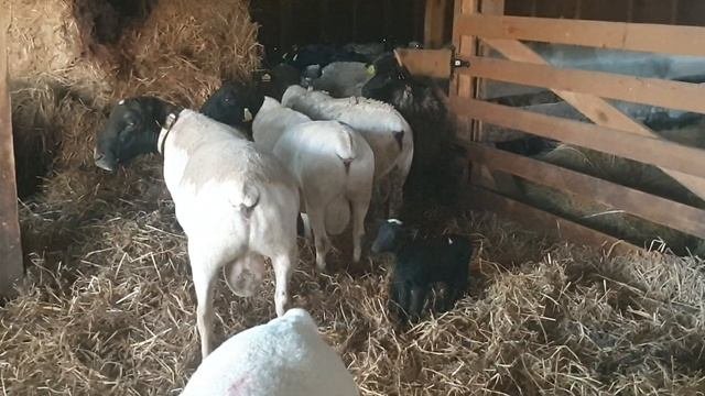 Кабаны Дорперы пришли с прогулки #dorper #dorpersheep #dorperram #семейнаяферма #фермерроман